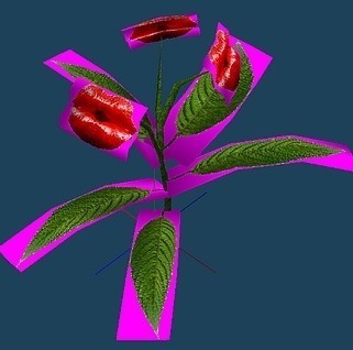 Hooker kiss flower