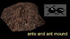 Ants
