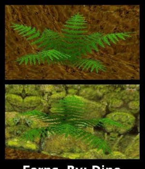 Two ferns