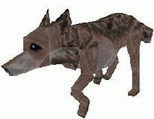 Coyote