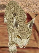 Lynx