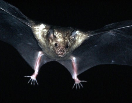 SFX : Bats