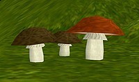 Mushrooms