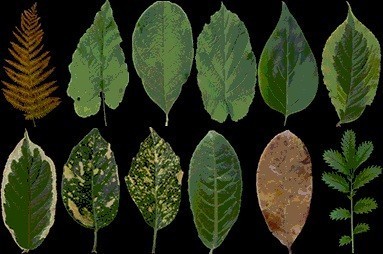 Plant Package Plant Package