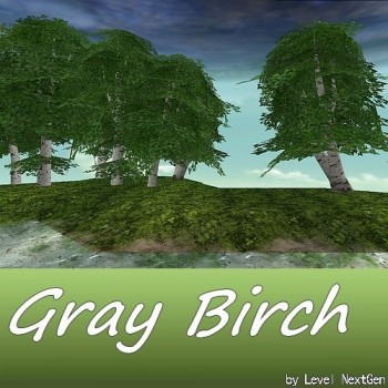 Tree - Gray Birch