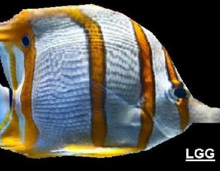 Butterfly Fish