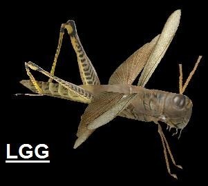 NG TR4 Locusts