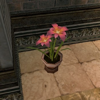 Potted Pink Plant