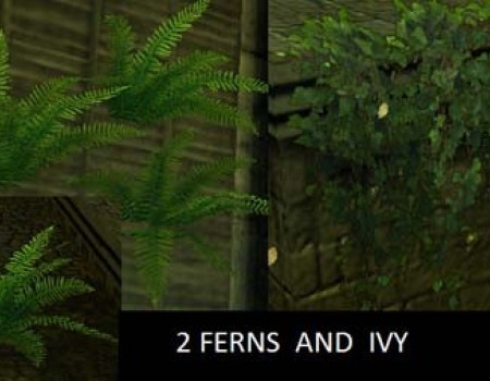2 Ferns and Ivy