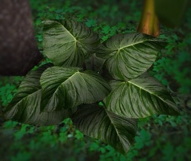 Big Leafed Plant