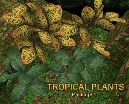 Tropical package 1