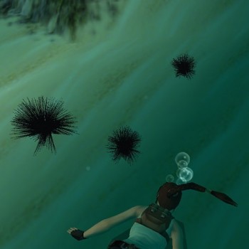 Sea Urchins