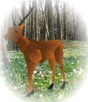 Deer