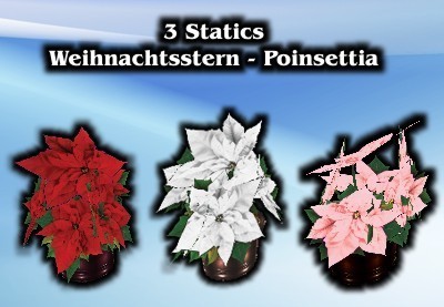 Poinsettia