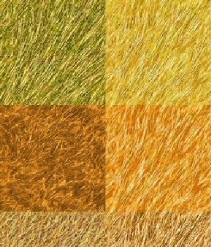 Dry Grass Textures