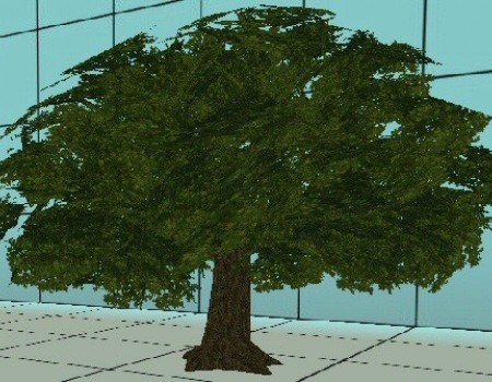 Park Tree