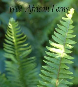 Wild African Ferns